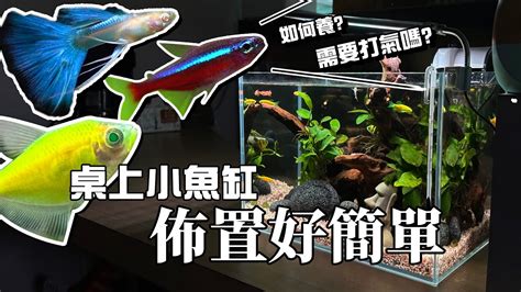 養魚|新手養魚第一缸!馬上上手!魚缸佈置好簡單